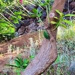 Acokanthera oblongifolia Casca