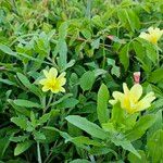 Oenothera laciniata Хабит