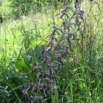 Himantoglossum calcaratum Flower