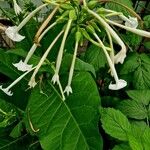 Nicotiana sylvestris Blad