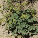 Alchemilla cinerea Plante entière