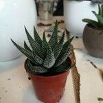 Haworthia attenuata পাতা