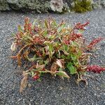 Rumex acetosella Habit