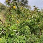 Vachellia hockii Leaf