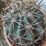 Ferocactus emoryi Fulla