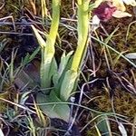 Ophrys sphegodes Hoja
