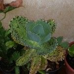 Kalanchoe marmorata Ліст