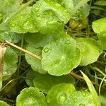 Hydrocotyle vulgaris Leaf
