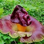 Amorphophallus paeoniifolius 花