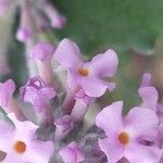 Buddleja crispaFlor