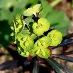 Euphorbia amygdaloides Fruit