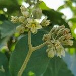 Solanum erianthum Kukka