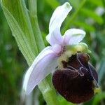 Ophrys fuciflora മറ്റ്