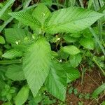 Caperonia palustris पत्ता