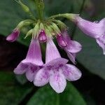 Tetranema roseum 花