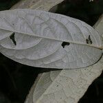 Solanum schlechtendalianum Folio