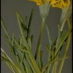 Chaenactis glabriuscula Blomma