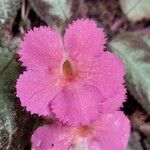 Episcia lilacina Λουλούδι