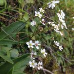 Micranthes californica Hábito