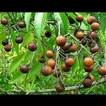 Sapindus saponaria Fruit