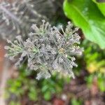 Bryophyllum delagoense Feuille