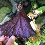 Ligularia dentata Leaf