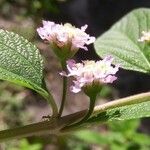 Lippia alba Flor