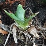 Iris pumila Leaf