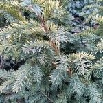 Taxus canadensis 葉