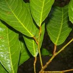 Clarisia biflora Likasa