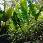 Heliconia mariae Blatt