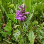 Dactylorhiza majalis অভ্যাস