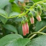 Sinningia sellovii Flor