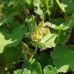 Geranium renardii Flower