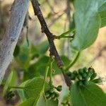 Cordia myxa Bark