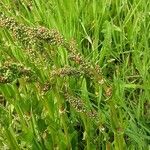 Rumex acetosa Flower