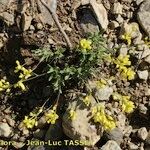 Biscutella intermedia Habit