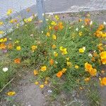 Eschscholzia californicaKvět