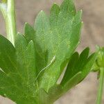 Ranunculus muricatus Лист