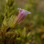 Limnophila sessiliflora Hábito