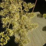 Vitis tiliifolia Habitus