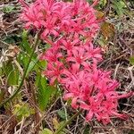 Nerine sarniensis Çiçek