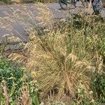 Celtica gigantea 形態