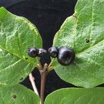 Lonicera lanceolata Habit