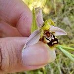 Ophrys apifera Žiedas
