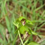 Eulophia adenoglossa Flower