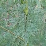 Artemisia annua Liść