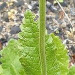 Betonica officinalis Bark