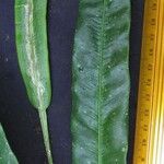 Elaphoglossum tonduzii Φύλλο