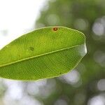 Psiloxylon mauritianum Leaf